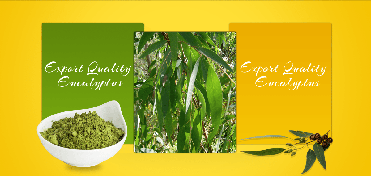 Thanu Exports